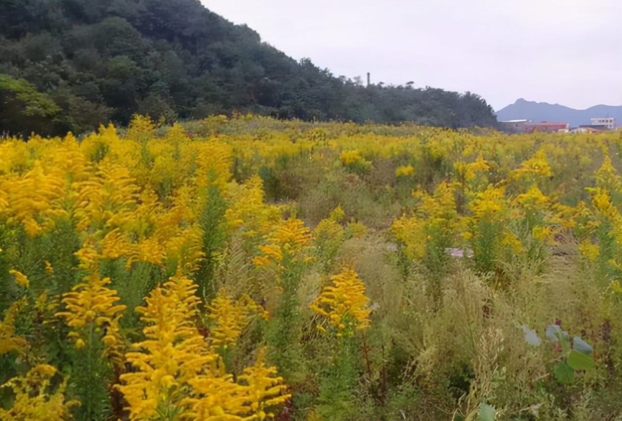 入侵植物都有哪些,混得最惨的入侵植物你有吃过吗