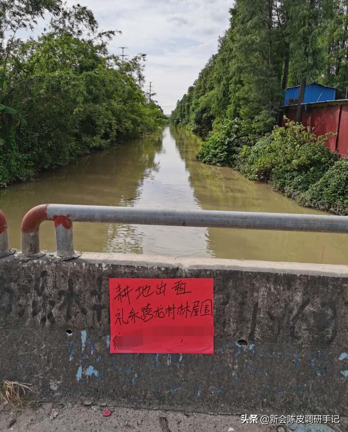 新会陈皮真实存在的核心产区,被人消灭的陈皮产业
