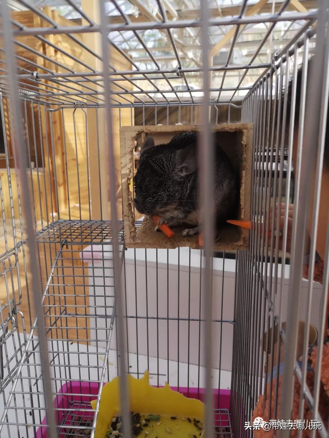 住别墅、滚草坪、躺在床上看电影，密云轻奢营地的花样玩法