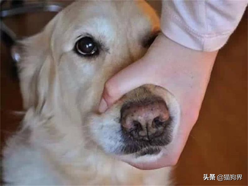 给狗狗喂药小窍门,狗狗感冒喂药一天喂几次呢