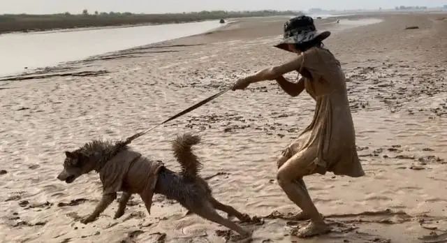 这5种狗你都敢养,建议新手便宜养的10种狗