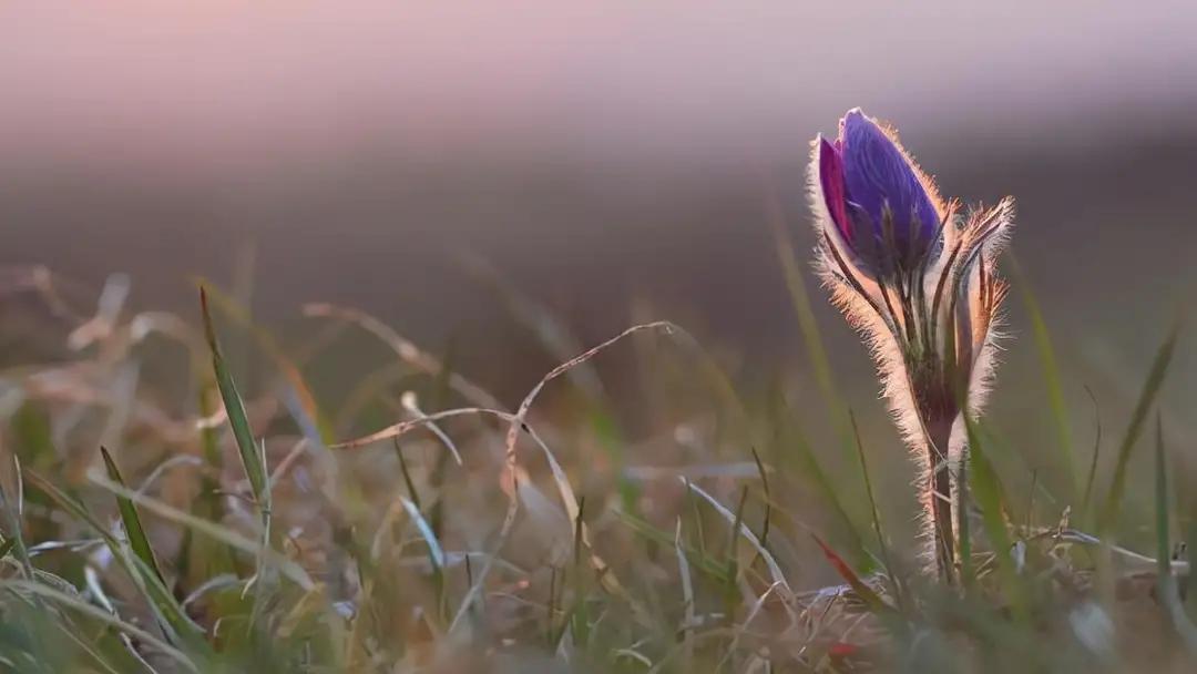 当枪声响起的那一刻没有赢家,枪声响起的时候谁都不是赢家