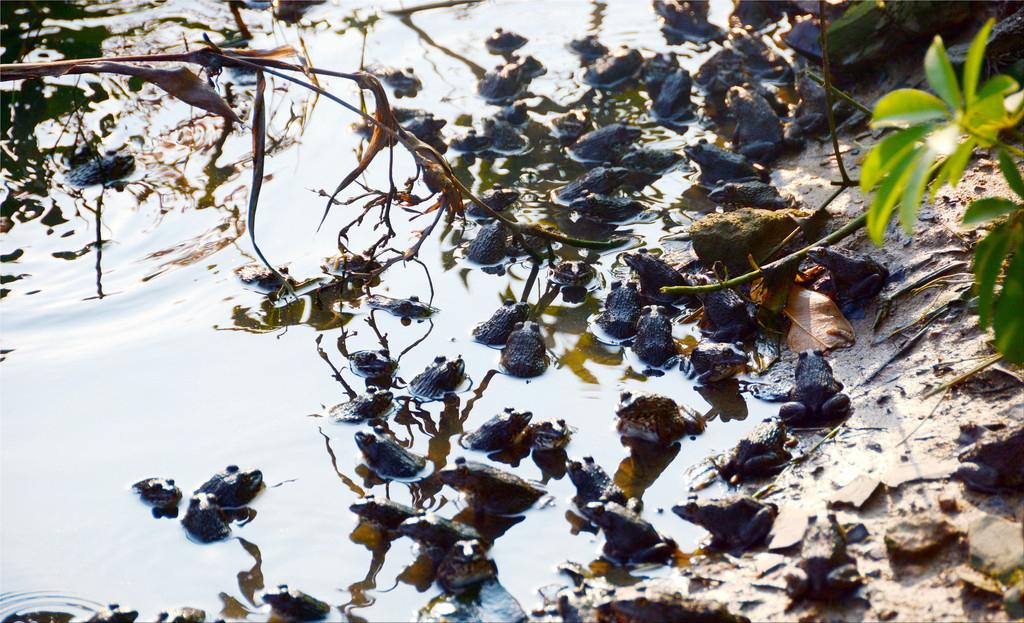 80后创业养殖青蛙视频,农民养青蛙致富项目