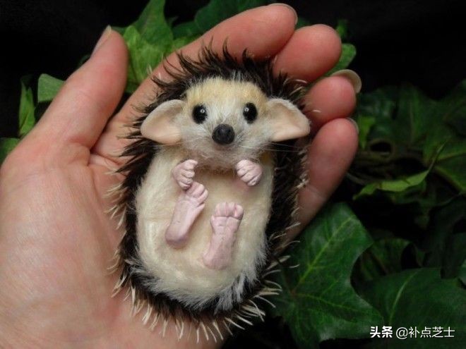 你还了解哪些关于刺猬的知识,查阅关于刺猬的资料了解他的习性