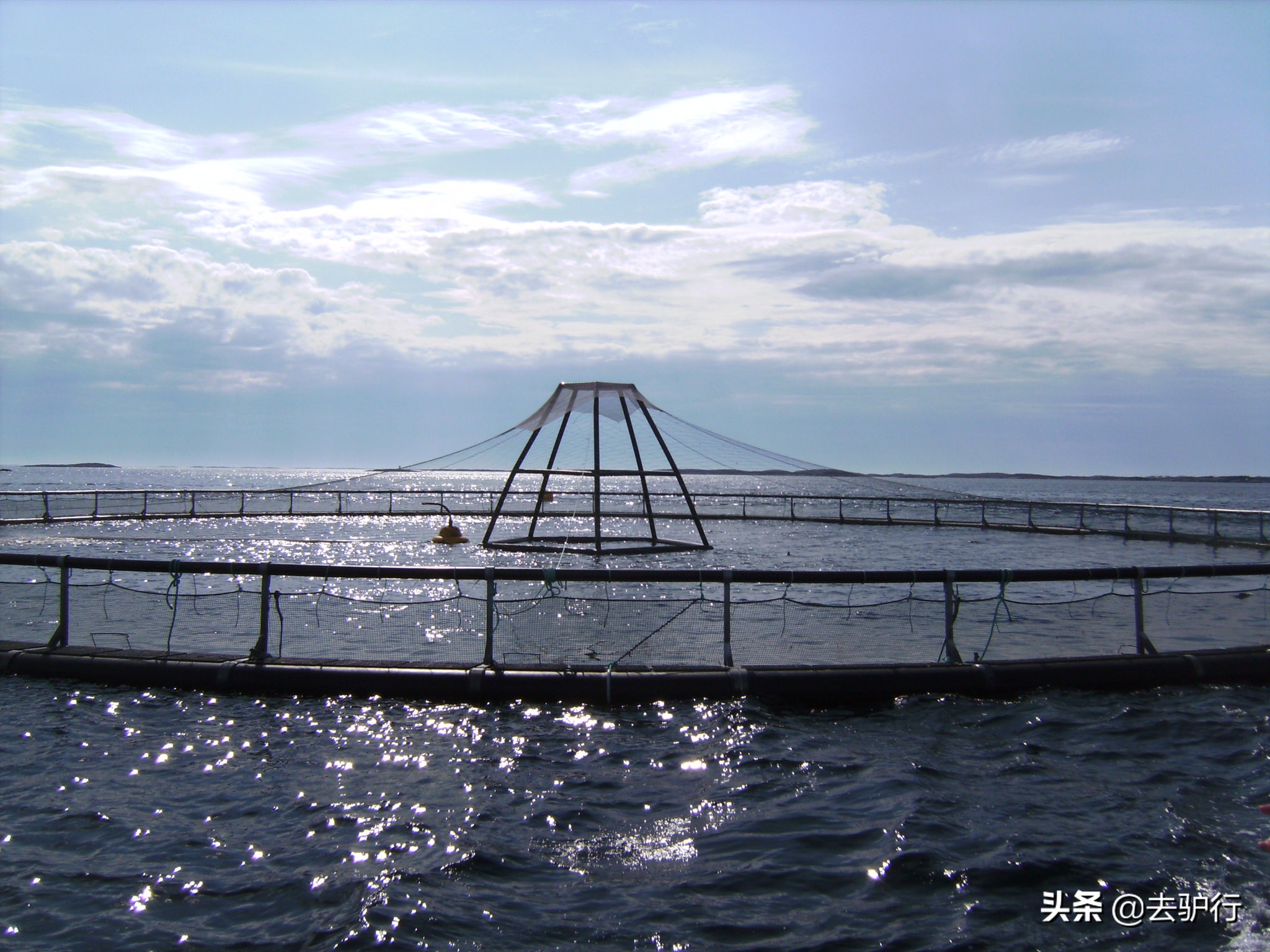 挪威三文鱼大规模养殖,挪威三文鱼养殖一年赚多少钱