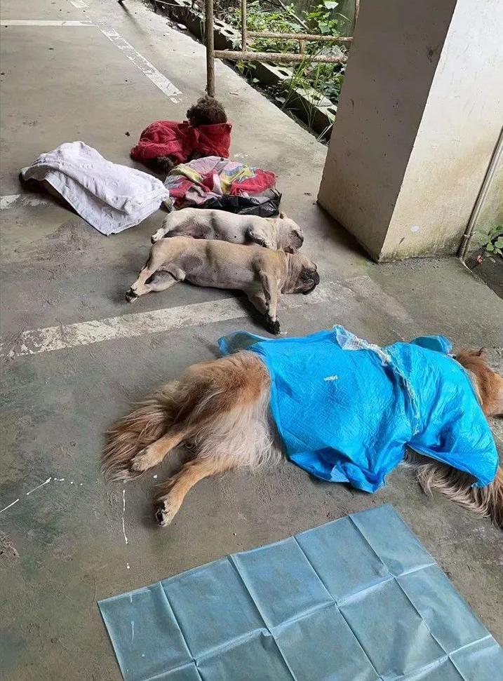 小区300多头狗被毒死,狗在小区被毒死是什么案件