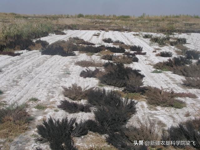 农村盐碱土地怎么处理,耕地盐碱化治理