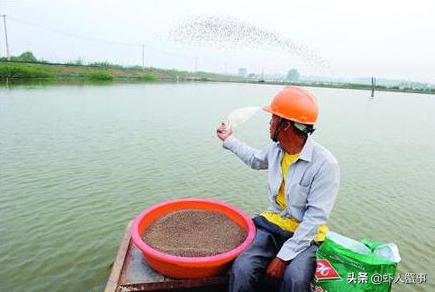 小龙虾养殖技术讲解如何投喂食品,小龙虾如何养殖小知识问答