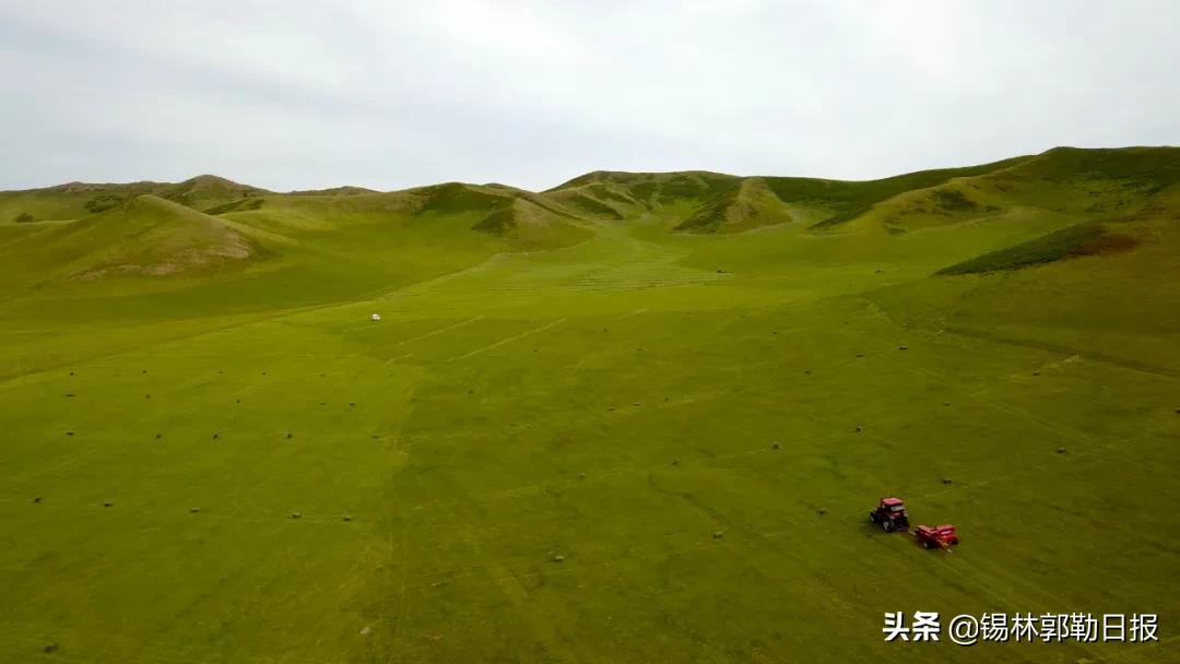 草原上的庄稼地,草原上的牧草怎么收割视频