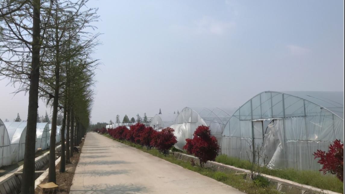 上海比较好的草莓园,上海名优草莓值得推荐