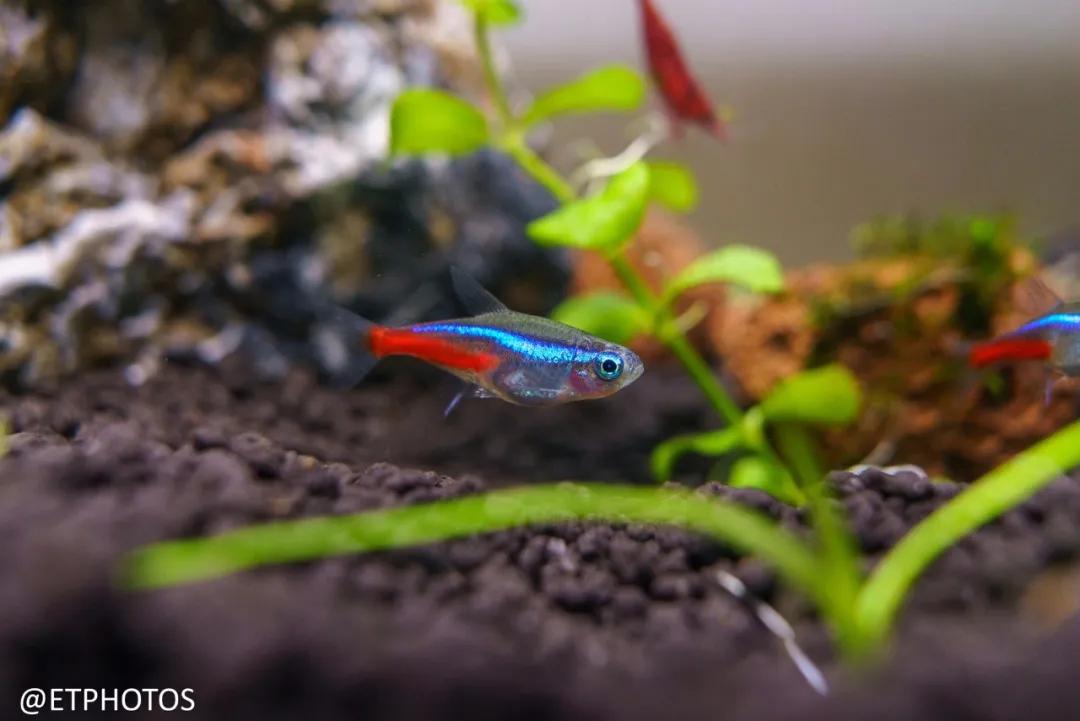 腾龙20-40f2.8拍摄效果,腾龙20f2.8拍视频优缺点