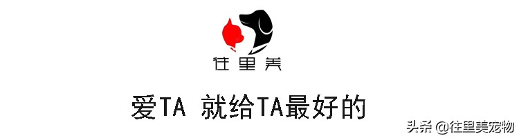 关于弓形虫的科普知识,弓形虫感染宠物有什么症状