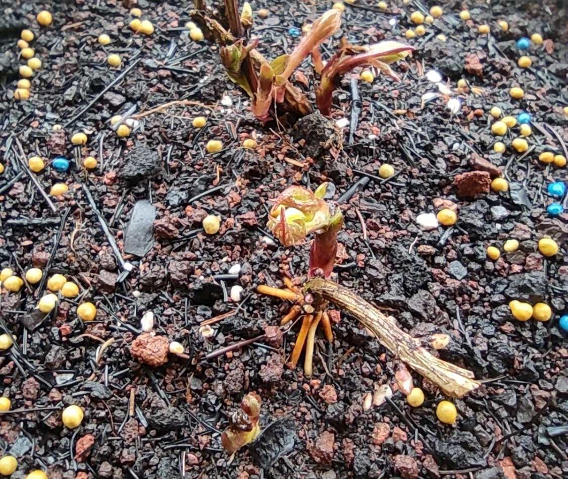 铁线莲花苞被虫子吃了,铁线莲花瓣被虫吃了怎么办