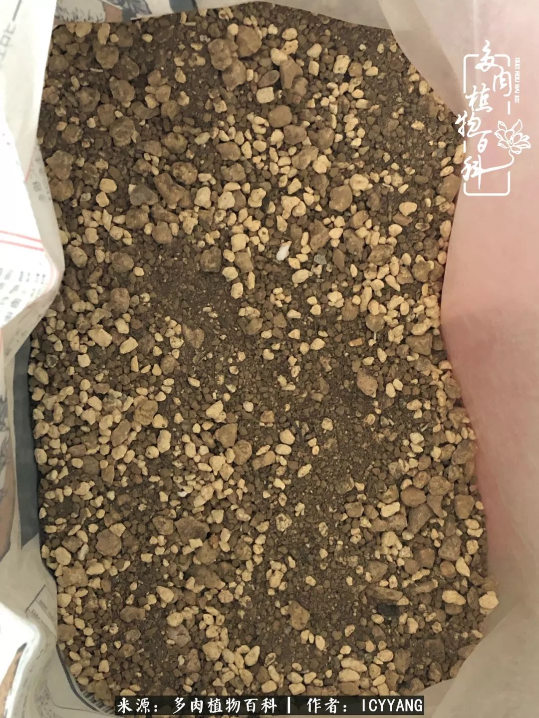 室内阳台多肉的养护方法,景天多肉养护