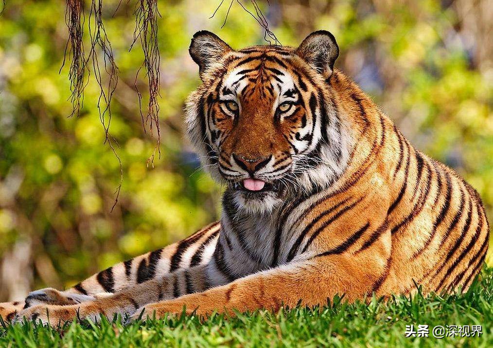 老虎对战狮子老虎更厉害吗,老虎和狮子谁厉害谁是森林之王