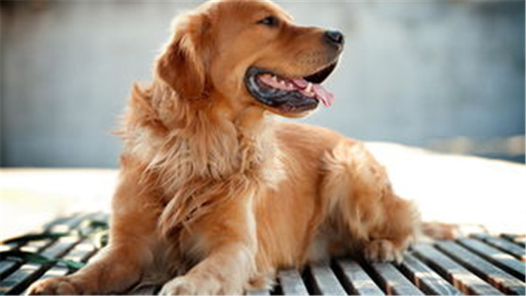 狗狗配种的4个正确方法，不错过最佳时间