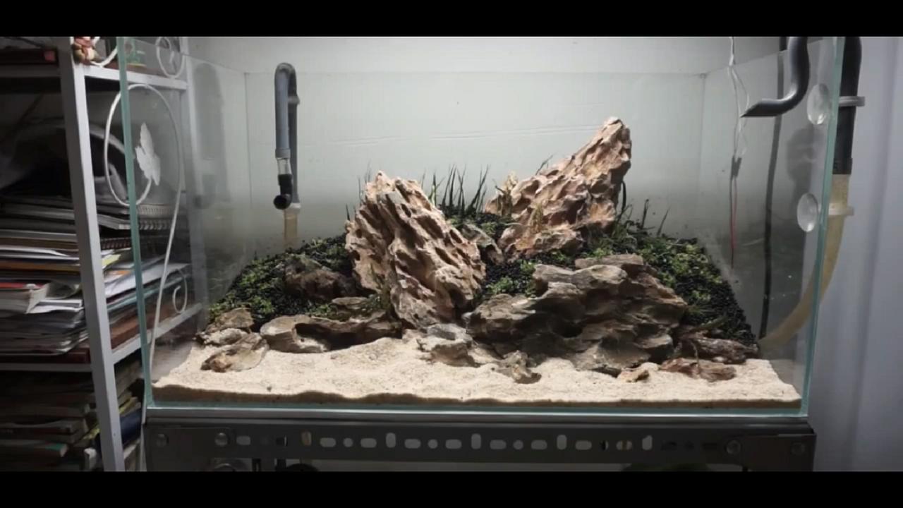 草缸皇冠水草造景,假山草缸水草造景