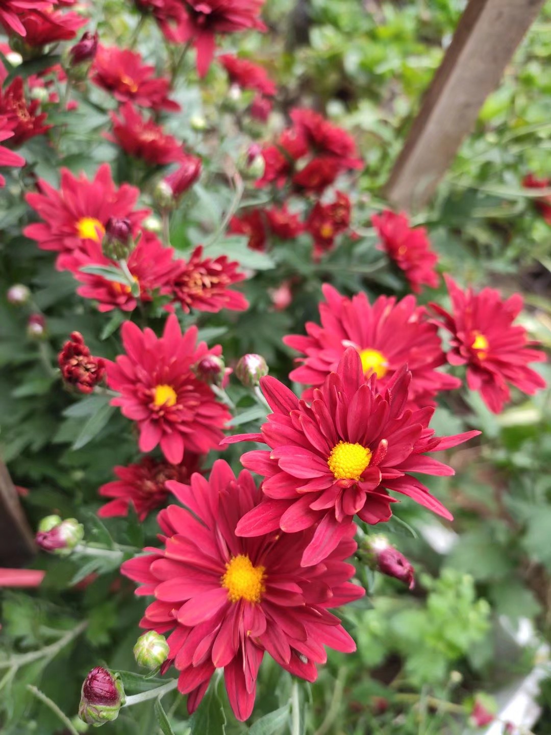 菊花怎么剪才能再次开花,菊花谢了原唱完整版