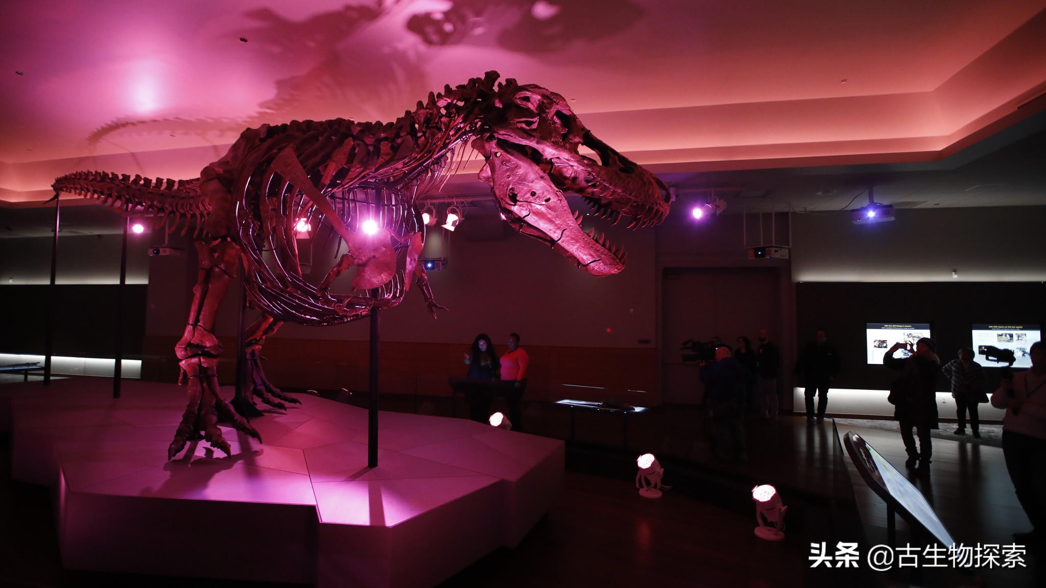 霸王龙最新研究报告,2024年霸王龙最新消息