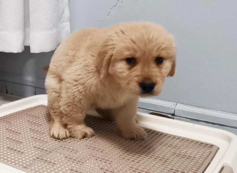 科学有效的训练狗狗,科学训狗的方法