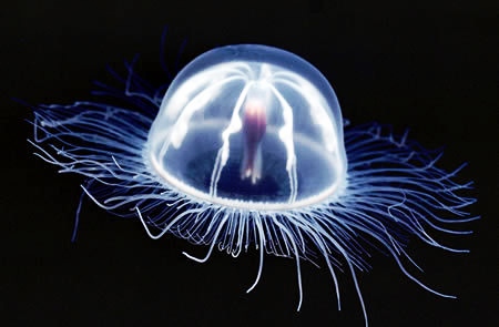 为什么人类是世界上最奇特的生物,细菌的演化过程