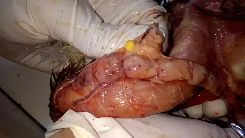 近期鸡病情况,鸡近期高发病