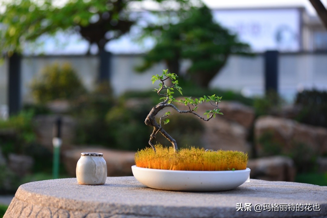 种植苔藓养护方法,苔藓怎么养护才能长得好