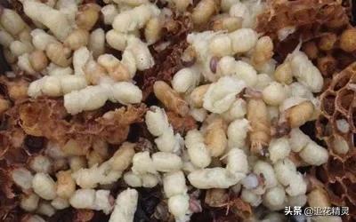 价值并不是都靠劳动体现!看无能的雄蜂是怎样为养蜂人创收的