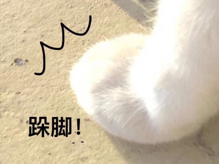 5招让猫咪爱上你内附教程,三招让猫咪爱上喝水