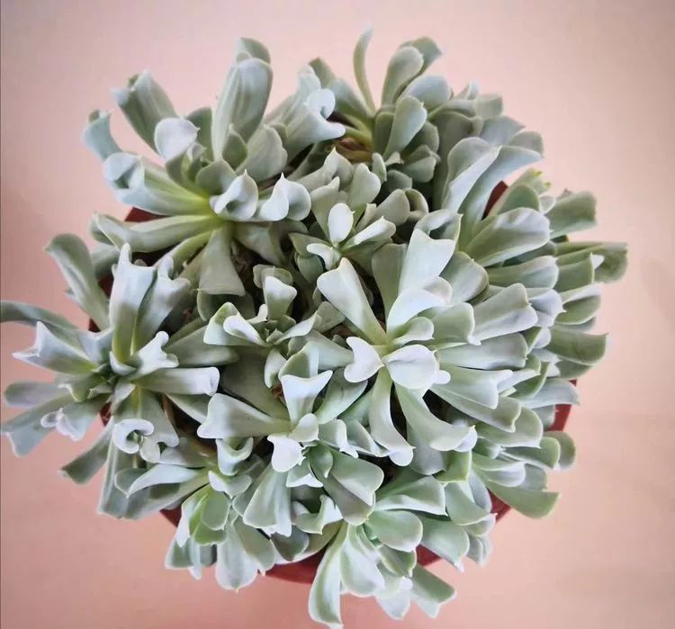 最美的20种多肉,15种最美的多肉