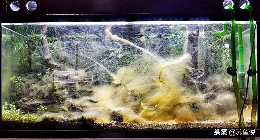 遇到鱼缸水质浑浊时，不要急着换水，还有更有效更简单的解决方法