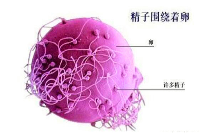 精子和卵子多久才能结合,精子与卵子多久结合在一起