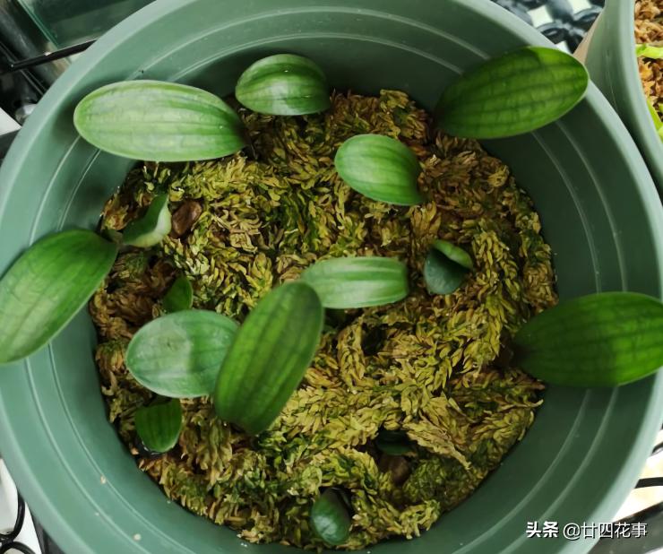 君子兰小苗怎样栽养才能旺盛,用一粒种子如何养出一盆君子兰