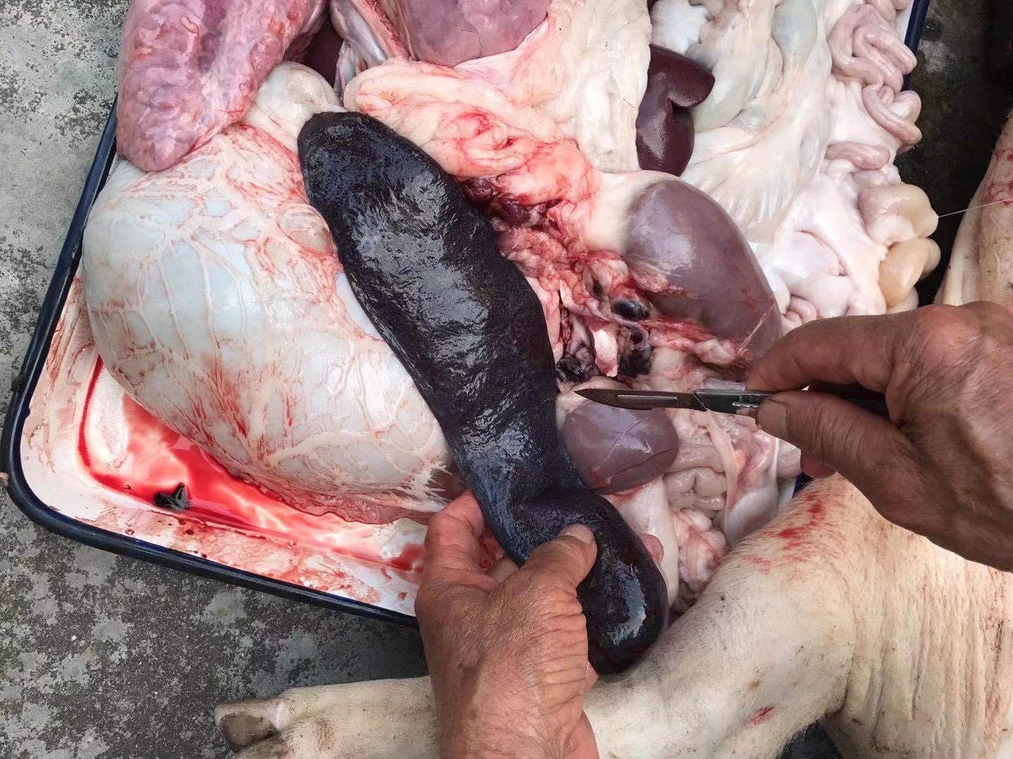 育肥猪常见的病有哪些,育肥猪尖叫死亡是什么病