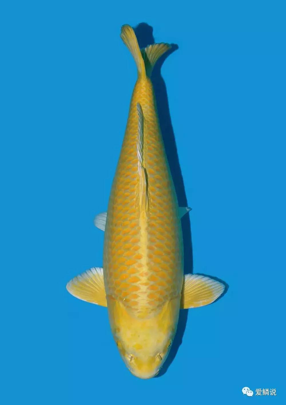 如何正确的治疗肠炎,肠炎的预防护理性知识有什么