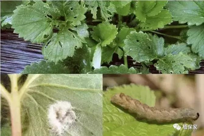 南京地区草莓病虫害防治的现状,温室草莓病虫害种类及防治措施