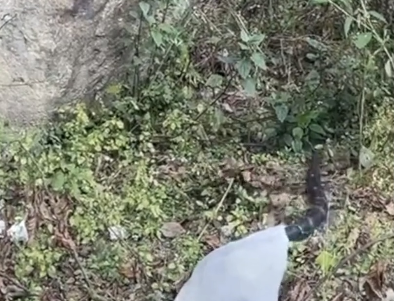 3米长眼镜王蛇爬进农户家中,2.4米眼镜王蛇闯入村民家纳凉