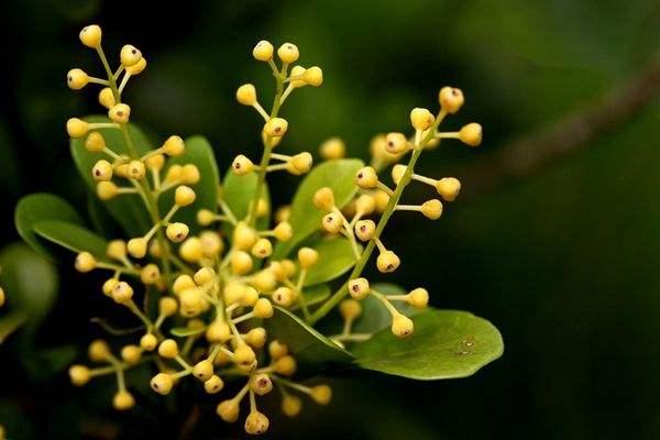 米兰花换土后要马上浇水施肥吗,米兰花怎样浇水施肥