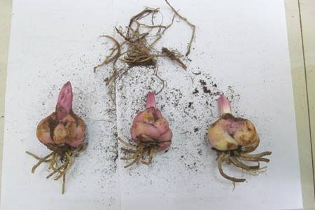 百合种球怎么养才能矮粗,百合从种球开始怎么养殖