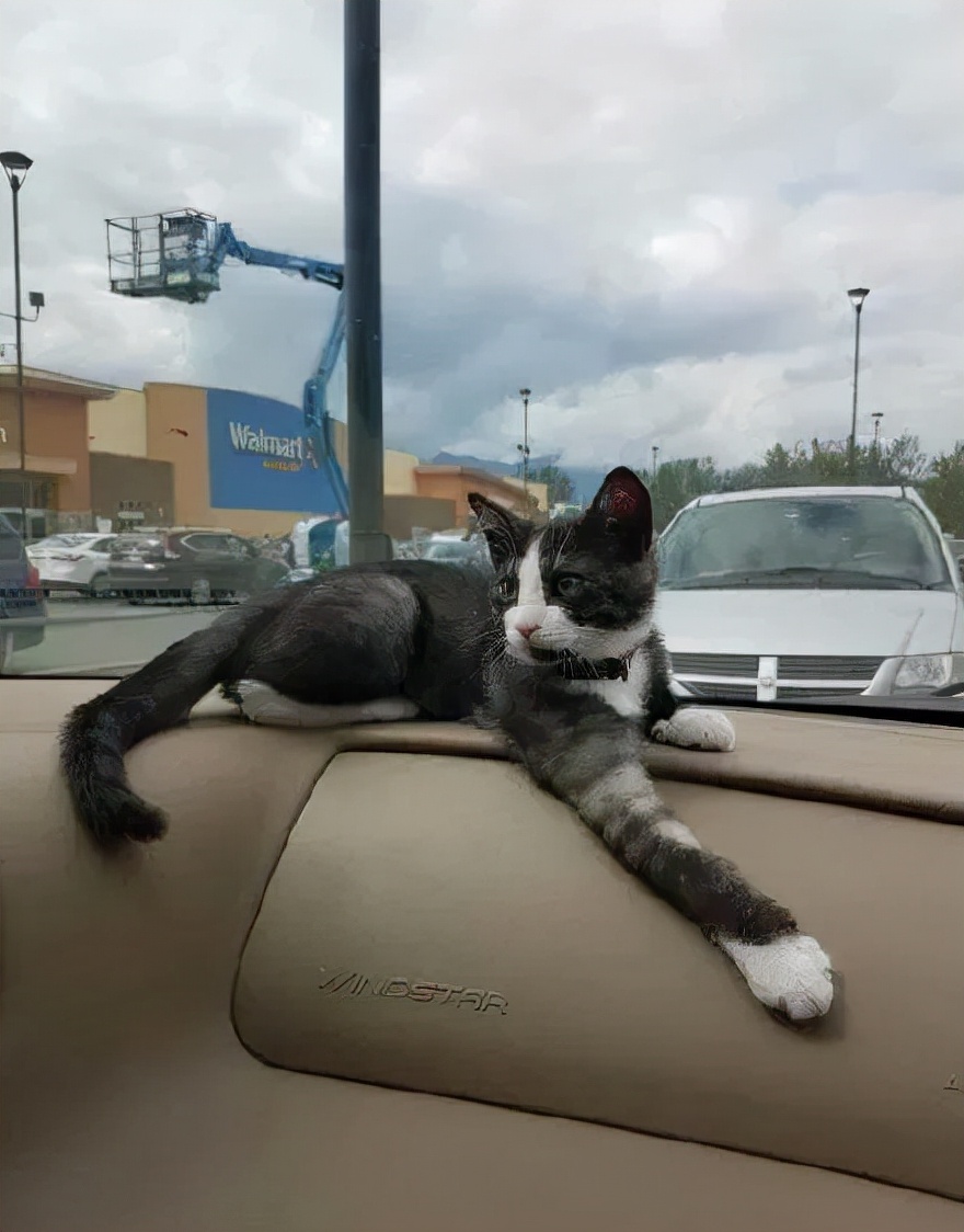 猫的终极凡尔赛：你的屏幕放不下我的腿