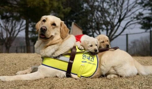 学姐来了|请相信和接纳认真工作的狗狗们——导盲犬