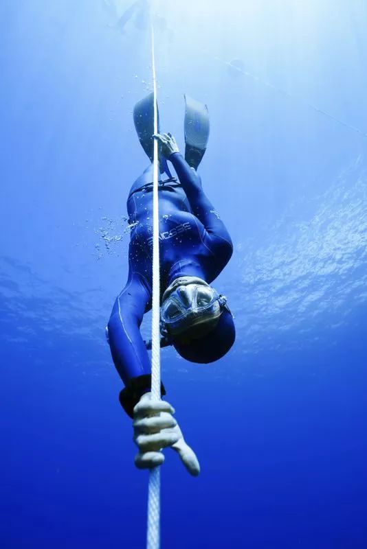 宠物美容专业的职业规划,宠物美容的理解与想法