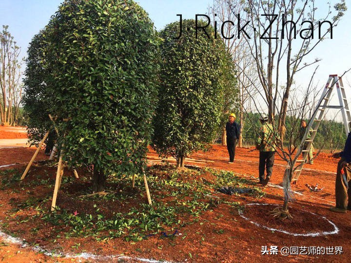 果岭草坪的种植养护方法及技巧,怎么种植一个可以躺的草坪