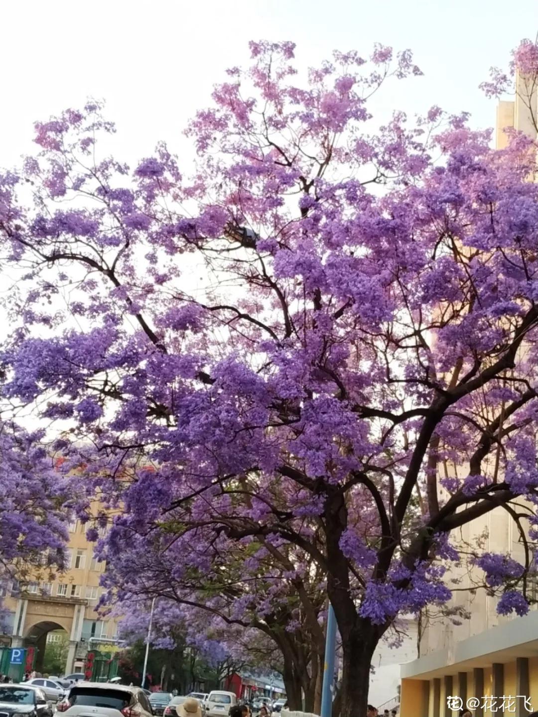 春天开的花有哪些常见又漂亮,十大名花在春天开的有哪些