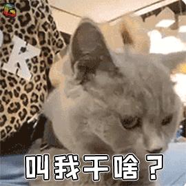 家里的猫咪只对一个人叫,家里猫咪凶不听话