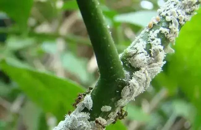 果树蚧壳虫防治技巧,果树顽固蚧壳虫