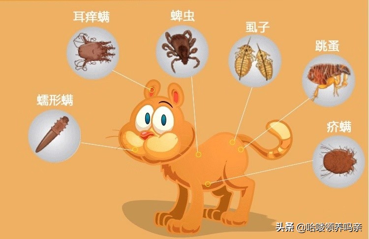 刚捡回来的流浪幼猫太凶怎么处理,流浪猫小奶猫救助方法及注意事项