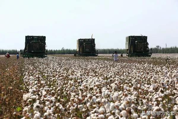 在新疆种棉花,在新疆种植棉花视频