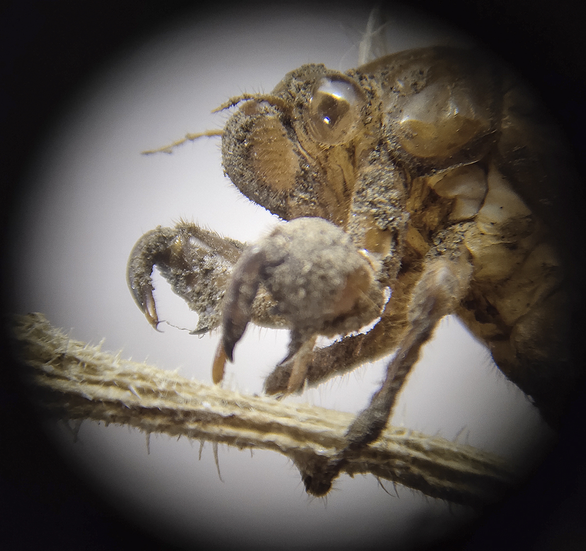 星特朗观鸟镜观测效果,反射式星特朗望远镜测评