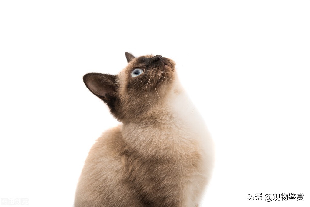 暹罗猫小豆泥什么性格,喜欢暹罗猫的女孩性格